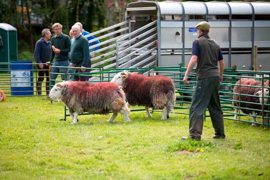 Dendron Valley Lake district Sheep - Lakeland Photos - Art Prints Dendron Valley Lake district Sheep