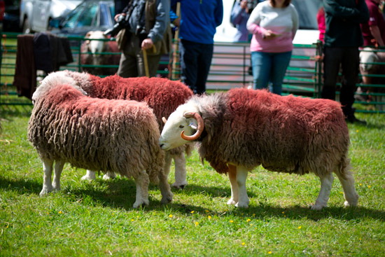 Cleator Valley Lakeland Sheep