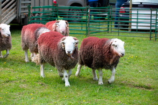 High Stile Farm Herdwick Sheep - Lakeland Photos - Art Prints High Stile Farm Herdwick Sheep