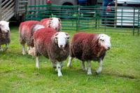 Scoat Fell, Herdwick Company, Grange (Keswick), Westnewton, Herdwick Artwork, Bothel, Herdwick Sheep Oil Painting, Herdwick Art, Wythop Mill, Herdwick Sheep Acrylic Painting, Arnison Crag, Grange Fell, Croglin, Kentmere Pike, Herdwick Sheep Prints, Bewaldeth, Tarn Crag (Easedale), Hard Knott, Herdwick Art Studio, Herdies, Glenridding Dodd, Lakeland Sheep, Sail, Skelwith Bridge, Herdwick Sheep Sketch, Eskdale Green, Kendal, Houghton, Ard Crags, Baycliff, Yewbarrow,  Lake District, Cumbria.