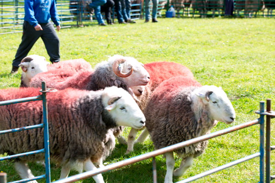 White Side Lakeland Sheep