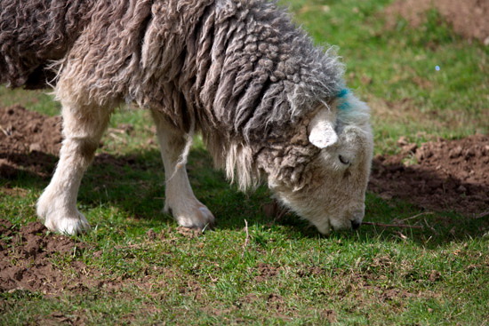 High Seat Farm Lake district Sheep - Lakeland Photos - Art Prints High Seat Farm Lake district Sheep