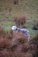Steel Knotts, Ayside, Herdwick Sheep Acrylic Painting, Sour Howes, Herdwick Sketch, Yewbarrow, Herdwick Art Studio, Beda Fell, Allithwaite, Calthwaite, Hart Side, Herdwick Drawings, Herdwick Sheep Oil Painting, Cliburn, Selside Pike, Carl Side, Spark Bridge, Gray Crag, Herdwick Art, Cark (Cartmel), Oxen Park, Lank Rigg, Hayton (Brampton), Kirkcambeck, Herdies, Heron Pike, Herdwick Ewe, Herdwick Company, Tarn Crag (Far Eastern Fells), Herdwick Sheep Art, Herdwick Sheep Oil Painting,  Lake District, Cumbria.