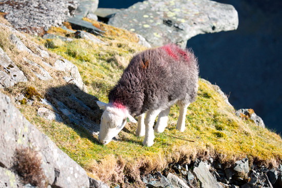 Embleton Farm Lake district Sheep