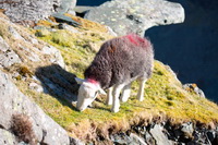 Herdwick Sheep Prints, Herdwick, Crosby Ravensworth, Great Musgrave, Low Hesket, Lakeland Herdy Artworks, Lingmell, Eskdale Green, Wansfell, Rest Dodd, Steel Knotts, Glenridding, Herdy Ewe, Herdwick Sheep Acrylic Paintings, Far Arnside, Herdy Sketches, Herdwick Sheep Art, Grike, Herdy, Ill Bell, Eagle Crag, Tarn Crag (Far Eastern Fells), Wetherlam, Baycliff, Herdies, Bowfell, Herdwick Sheep Sketch, Herdwick Drawings, Herdwick Sheep Art Studio, Seatoller, Rockcliffe, Soulby (Kirkby Stephen),  Lake District, Cumbria.