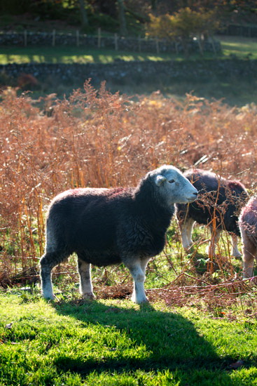 Langwathby Farm Herdwick - Lakeland Photos - Art Prints Langwathby Farm Herdwick