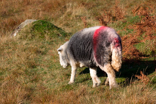 Blindcrake Field Herdwick