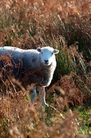 Red Screes, Kirkby Stephen, Brigsteer, Brigflatts, Great Sca Fell, Hartsop above How, Scotby, Grey Crag, Herdwick Sheep Prints, Herdwick Sheep Oil Painting, Herdies, High Crag, Crosby-on-Eden, Whitfell, Lakeland Sheep, Swirl How, Barrow, Dean, Shap, Rannerdale Knotts, Brock Crags, Herdwick Artwork, Wansfell, Ireleth, Stainton With Adgarley, Haverigg, Herdwick Sheep Art, Finsthwaite, Herdwick Sketches, Plumbland, Coniston Old Man, Herdwick Company,  Lake District, Cumbria.