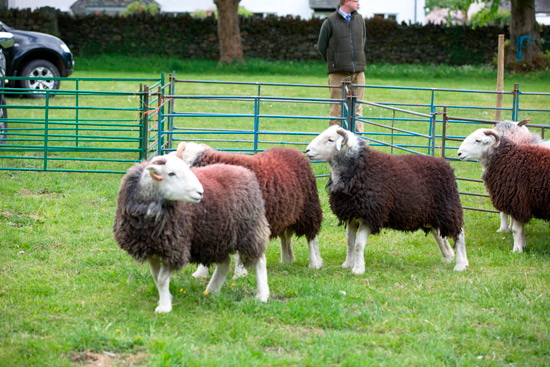 Little Mell Fell Farm Lakeland Sheep
