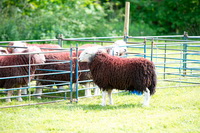 Dufton, Whinlatter, Herdwick Artwork, Middle Fell, Herdwick Sheep Acrylic Painting, Low Fell, Brougham, Grike, Scotby, Burnbank Fell, Culgaith, Baycliff, Aglionby, Thornthwaite, Herdwick Sheep Sketch, Lupton, Herdwick Sheep Oil Painting, Herdwick Sketch, Lorton (High and Low), Herdwick Sheep Oil Pastels, Herdwick Art, Lakeland Sheep, Green Gable, High Tove, Beda Fell, Bigrigg, Portinscale,  Lake District, Cumbria.
