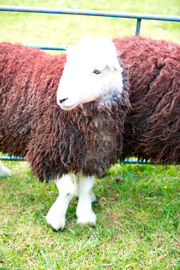 Grayrigg Forest Lake district Sheep