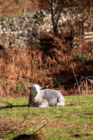 Herdwick Drawings, Herdwick Sheep Oil Painting, Ayside, Herdwick Sheep Oil Pastels, Haverigg, Herdwick Artwork, Endmoor, Brougham, Mixed-Media Herdy Art, Froswick, Far Arnside, Herdies, Bothel, Rampsgill Head, Workington, Whitfell, Clappersgate, Sandside, Kentmere Pike, Thornthwaite Crag, Herdwick Wall Art, Lowther, Sour Howes, Herdy Wall Art, Herdy, Knott Rigg, High Pike (Caldbeck), Rosthwaite (Keswick),  Lake District, Cumbria.
