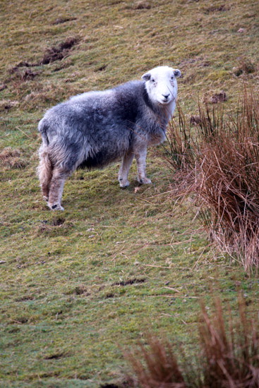 Coniston Old Man Valley Lake district Sheep