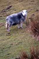 Great Carrs, Casterton, Herdwick Sheep Oil Painting, Herdwick Sheep Art, Herdwick Art, Ullscarf, Brigsteer, Bowness-on-Windermere, Herdwick Sketch, Herdwick Sheep Oil Pastels, Herdwick Sheep Oil Painting, Leasgill, Mellbreak, Red Pike (Wasdale), Torpenhow, Herdwick Ewe, Great Mell Fell, Caudale Moor, Baycliff, Whin Rigg, Loweswater, Herdwick Company, Hindscarth, Bewaldeth,  Lake District, Cumbria.