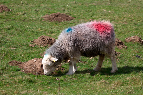 Mardale Ill Bell Valley Lake district Sheep