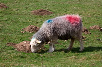 Arnison Crag, Swinside, Castle Crag, Herdy Sketches, Herdwick Sheep Art, Herdwick Drawings, Herdwick Sheep Oil Pastels, Crosby-on-Eden, Harrington, Herdy, Dodd, Great Sca Fell, Herdy Wall Art, Herdy Sheep Artist, Kirkby Stephen, Lakeland Sheep, Muncaster Fell, Brough, High Hesket, Red Pike (Buttermere), Herdies, Lindale, Cumwhinton, Barf, Garsdale, Satterthwaite, Stybarrow Dodd, Herdwick Sheep Sketch, Herdwick Artwork, Blea Rigg, Port Carlisle, Mungrisdale,  Lake District, Cumbria.