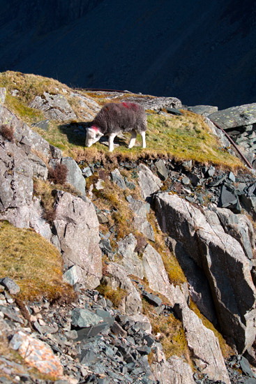 Colton Farm Lakeland Sheep - Lakeland Photos - Art Prints Colton Farm Lakeland Sheep