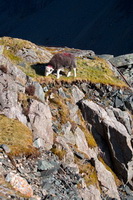 Barrow, High Seat, Burneside, Lakeland Herdy Artworks, Herdy Sketch, Herdwick Sheep Art Studio, Arnison Crag, Calthwaite, Herdwick, Beaumont, Ullscarf, Place Fell, Newton Arlosh, Bowness-on-Solway, Great Dodd, Holme, Natland, Irthington, Ullock Pike, Herdwick Sheep Acrylic Paintings, Finsthwaite, Pillar, Herdwick Drawings, Egremont, Herdy Art, Green Gable, Kirkbampton, Herdy Wall Art,  Lake District, Cumbria.