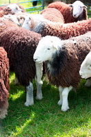 Burnbank Fell, Holme, Wansfell, Orton, Great Dodd, Hartley, Hindscarth, Hopegill Head, Lonscale Fell, Barrow, Herdwick Art, Cumrew, Skiddaw Little Man, High Stile, Herdwick Sheep Oil Painting, Castle Crag, Knott, The, Lorton (High and Low), Herdwick Art Studio, Herdwick Sheep Prints, Herdwick Sheep Acrylic Painting, Herdwick Sheep Sketch, Blindcrake, Staveley (Kendal), Herdwick Sheep Art, St. Bees, Herdwick Sheep Oil Pastels, Herdwick Drawings, Maulds Meaburn, Herdies, Grange-Over-Sands,  Lake District, Cumbria.