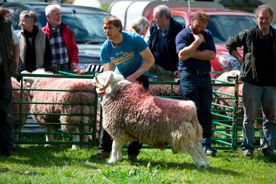 Cockermouth Field Lake district Sheep - Lakeland Photos - Art Prints Cockermouth Field Lake district Sheep