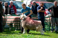 Santon Bridge, Hard Knott, Low Newton, Sail, Herdy Sketch, Mardale Ill Bell, Bampton, Herdwick Sheep Oil Painting, Herdwick, Herdwick Sheep Oil Pastels, Newbiggin-on-Lune, Wigton, Calf Crag, Rusland, Ulpha, Herdy Sheep Artist, Herdy Sketches, Levens, Herdwick Sheep, Loughrigg Fell, High Hartsop Dodd, Herdwick Drawings, Moresby, High Bankhill, Arkleby, Herdies, Cold Pike, Red Pike (Wasdale),  Lake District, Cumbria.