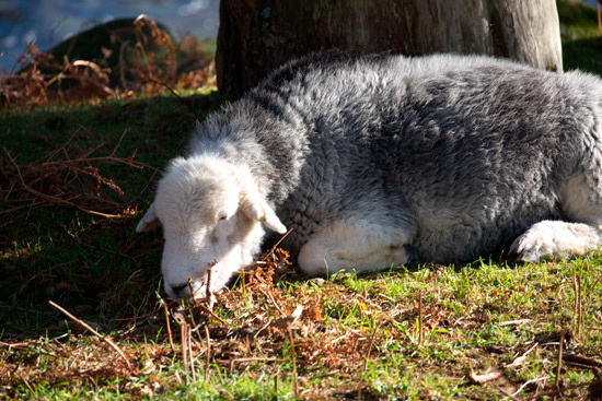 Greysouthen Farm Lakeland Sheep