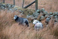 Selside Pike, Little Langdale, Herdwick Sheep Oil Pastels, Pike of Blisco, Allithwaite, Herdy Art, Frizington, Armboth Fell, Herdwick Sheep, Stone Arthur, Lakeland Herdy Artworks, Little Mell Fell, Rannerdale Knotts, Newlands (Keswick), Herdwick, Wigton, Rossett Pike, Herdwick Sheep Art, Mosedale, Pike of Stickle, Herdwick Wall Art, Drigg, Coniston Old Man, Greendale, Troutbeck (Penrith), Herdy Ewe,  Lake District, Cumbria.