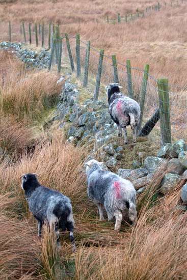 Urswick Great and Little Valley Herdwick Sheep - Lakeland Photos - Art Prints Urswick Great and Little Valley Herdwick Sheep