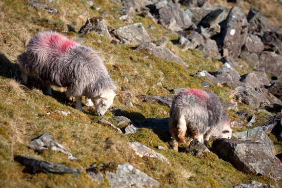 Appleby-in-Westmorland Field Herdwick - Lakeland Photos - Art Prints Appleby-in-Westmorland Field Herdwick