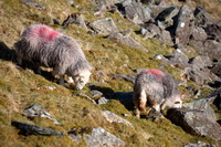 Plumbland, Blindcrake, Harrison Stickle, Herdwick Sheep Art, Seat Sandal, Nethermost Pike, Bigrigg, Dacre, Herdwick Sheep, Heron Pike, Dale Head, Herdwick Sheep Prints, Herdy Wall Art, Herdwick Sheep Art Studio, High Seat, Hard Knott, Knott, The, Briery, Oxenholme, Milburn, Little Asby, Loadpot Hill, Grey Crag, Bannerdale Crags, Herdwick Sheep Oil Pastels, Herdwick Sheep Oil Painting, Herdwick Drawings, Herdy Ewe,  Lake District, Cumbria.