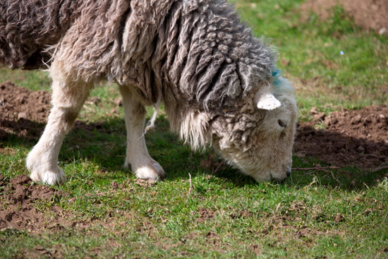 Newton Reigny Valley Lake district Sheep