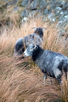 Middle Dodd, Herdwick Drawings, Herdwick, Mixed-Media Herdy Art, Herdy Wall Art, Old Hutton, Herdies, Barton, Herdwick Sheep Oil Painting, Hale, Millbeck (Keswick), Lingmoor Fell, Caw Fell, Anthorn, Brockleymoor, Herdwick Sheep Oil Painting, Souther Fell, Herdwick Wall Art, Bromfield, Lupton, Green Crag, Harter Fell, Eskdale, Herdwick Sheep Oil Pastels, Brim Fell, Hopegill Head, Silver How, Herdwick Sheep Acrylic Paintings, Green Gable, Herdwick Sheep Art Studio,  Lake District, Cumbria.