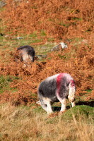 Herdies, Newby Bridge, Pavey Ark, Herdwick Sheep Prints, Herdy Ewe, Biggar, Whitfell, Keswick, Piel Island, Burnbank Fell, Slight Side, Maiden Moor, Camerton, Mixed-Media Herdy Art, Herdwick, Troutbeck Tongue, Herdy Art, Herdwick Artwork, Grey Knotts, Killington, Esk Pike, Soulby (Kirkby Stephen), Herdwick Sheep Art, Herdwick Sheep Sketch, Firbank Fell, Brampton (Carlisle), Herdy,  Lake District, Cumbria.