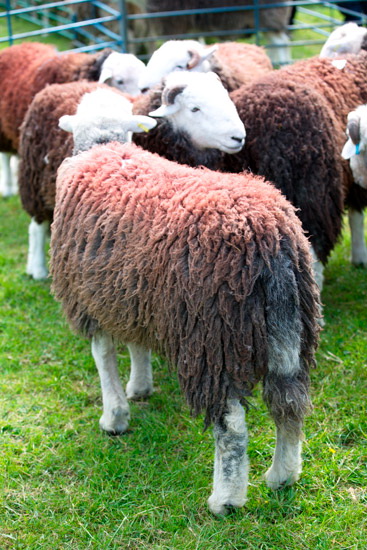 Nateby Farm Lakeland Sheep - Lakeland Photos - Art Prints Nateby Farm Lakeland Sheep