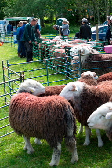 High Hesket Farm Herdwick Sheep - Lakeland Photos - Art Prints High Hesket Farm Herdwick Sheep