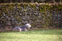 Croglin, Lakeland Herdy Artworks, Nateby, Herdy Art, Crosscanonby, Herdwick Wall Art, Mixed-Media Herdy Art, Herdwick Sheep Oil Painting, Barton, Herdwick Sheep Art, Beda Fell, Graystones, Asby (Workington), Grange Fell, Slight Side, Herdwick Sheep Oil Pastels, Herdy Sheep Artist, Coniston Old Man, Monkhill, Harrison Stickle, Greysouthen, Skelwith Bridge, Great End, Walla Crag, Yewbarrow, Mellbreak, Herdwick, Heron Pike, Caldbeck, Raven Crag, Herdy Sketch, Herdy Wall Art,  Lake District, Cumbria.