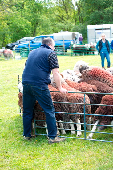 Great Ormside Farm Lakeland Sheep