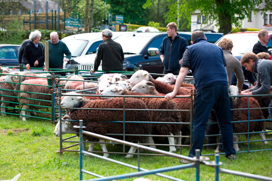 Finsthwaite Field Herdwick Sheep