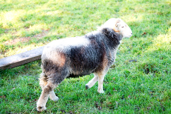 Grange Fell Field Lake district Sheep
