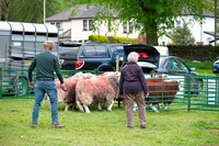 Lakeside, Herdy Art, Herdwick Sheep, Herdwick Sheep Oil Painting, Milburn, Lingmoor Fell, Scoat Fell, Wreay (Carlisle), Kirkhouse, White Side, Herdwick, Harrison Stickle, Holme Fell, Fleetwith Pike, Lakeland Herdy Artworks, Isel, Lingmell, Abbeytown, Eel Crag (Crag Hill), Shipman Knotts, Herdwick Drawings, Wetherlam, Thurstonfield, Grange (Keswick), Selside, Crinkle Crags, Causey Pike, Herdy, Herdy Sheep Artist,  Lake District, Cumbria.