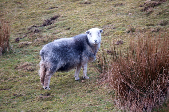 High Seat Valley Lake district Sheep