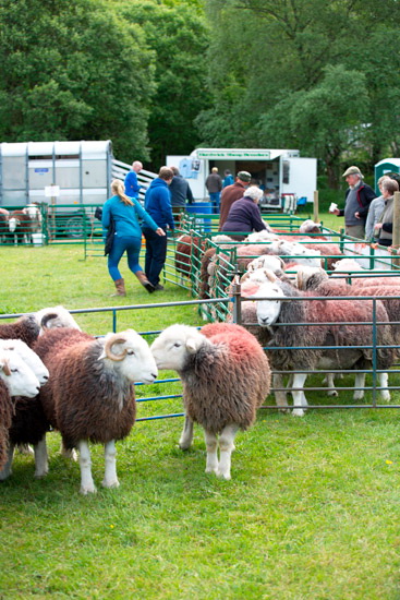 Beetham Lake district Sheep - Lakeland Photos - Art Prints Beetham Lake district Sheep
