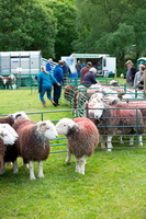 Herdwick, Sandside, Wetherlam, Yewbarrow, Herdy Wall Art, Armathwaite, Warwick-on-Eden, Carl Side, Helm Crag, Lakeland Sheep, Herdwick Sheep Art, Grayrigg Forest, Eagle Crag, Herdies, Keswick, Seatoller, Herdwick Sheep Oil Painting, Hartsop Dodd, Greendale, Grey Crag, Herdwick Sheep Oil Painting, Herdwick, Garrigill, Lakeland Herdy Artworks, Herdwick Sheep Acrylic Paintings, Blawith,  Lake District, Cumbria.