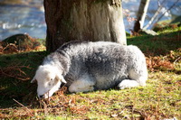 Kentmere Pike, Herdwick Sheep Acrylic Paintings, Castle Crag, Barrow, Herdwick Sheep Art Studio, Routenbeck, Drigg, Cumwhinton, Backbarrow, Herdwick Sheep Oil Pastels, Middle Dodd, Eamont Bridge, Herdies, Herdy Wall Art, Seatallan, Herdwick Sheep Art, Rowrah, Mixed-Media Herdy Art, Great Sca Fell, Black Fell, Herdy, Blencow, Herdwick, Herdwick Sheep Prints, Herdwick Sheep Sketch, Lakeland Sheep, Cleator Moor, Whin Rigg,  Lake District, Cumbria.