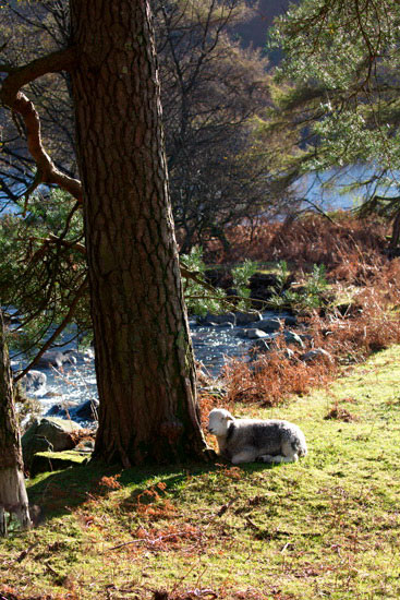 Herdwick Sheep - Herdwick Photo