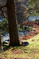 High Crag, Hawkshead, Morland, Steeple, Crosby Ravensworth, Hensingham, Warwick-on-Eden, Whin Rigg, Maiden Moor, Bonscale Pike, Herdwick, Herdy, Herdwick Artwork, Buckbarrow, Starling Dodd, Herdwick Drawings, Causey Pike, Low Wood, Herdy Sketches, Grange (Keswick), Dollywaggon Pike, Millom, Herdwick Sheep, Great Salkeld, Herdy Wall Art, Allithwaite, Shipman Knotts, Cold Pike, Caudale Moor,  Lake District, Cumbria.