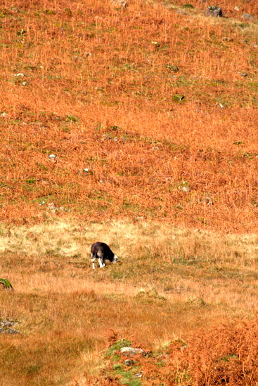 Eel Crag (Crag Hill) Field Lakeland Sheep
