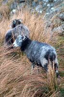 Herdwick Sheep Oil Pastels, Herdy Wall Art, Broughton Mills, Green Crag, Hartsop Dodd, Herdwick Wall Art, Egremont, Herdy Art, Santon Bridge, Frizington, High Spy, Herdwick Sheep Art, Bridekirk, Lorton (High and Low), Birker Fell, Low Wood, Brandreth, Middle Dodd, Kirkland (Penrith), Kirk Fell, Herdwick Sheep Prints, Great Cockup, Seathwaite Fell, Mixed-Media Herdy Art, Bolton, Herdy Ewe, Gleaston, Herdy Sheep Artist,  Lake District, Cumbria.