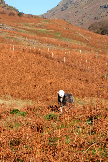Pike of Stickle Field Herdwick Sheep