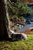 Broughton Moor, Herdwick Sheep Oil Painting, Armathwaite, Lakeland Herdy Artworks, Firbank Fell, Salkeld Dykes, Pavey Ark, Herdy Sheep Artist, Raise, Skirwith, Brae Fell, Eel Crag (Crag Hill), Hensingham, Walla Crag, Great Orton, Brigflatts, Herdwick Sheep, Hesket Newmarket, Herdwick Sheep Art Studio, Herdwick Sheep Art, Barrow, Herdy Wall Art, Herdy Art, Herdwick Artwork, Herdies, Herdwick Sheep Acrylic Paintings, Sale Fell,  Lake District, Cumbria.